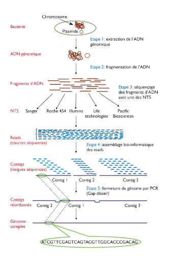 Étapes du séquençage haut débit [9]
