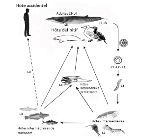 Cycle biologique des Anisakidae