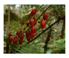 Hampe florale de Agarista salicifolia