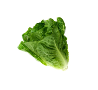 Laitue romaine