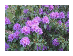 Rhododendron ponticum