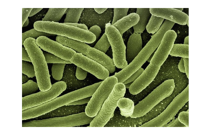 E. coli