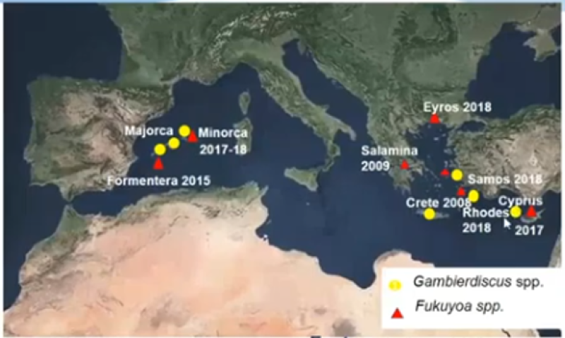 ​Figure 2: Détection des dinoflagellés en Méditerranée
