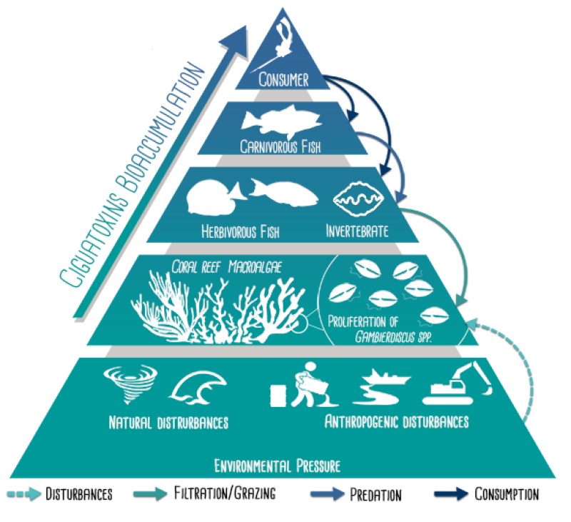 Figure 3: La chaîne trophique menant à la ciguatera