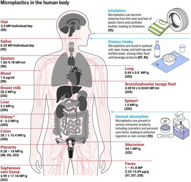Microplastiques_corps_humain@JoshBeadon