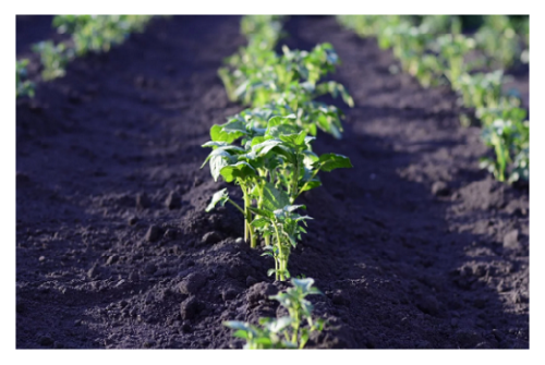 Cadmium un contaminant ubiquitaire dans l’alimentation