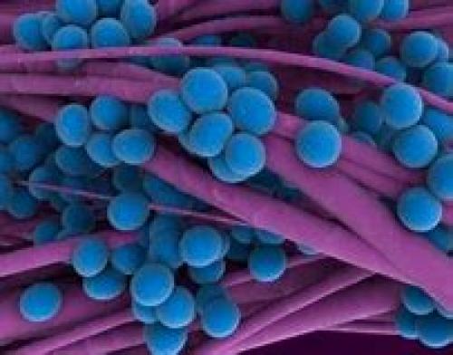 ​Figure 2. S. aureus