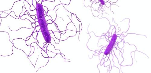 Clostridium difficile