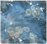 Anisakis flanc lotte