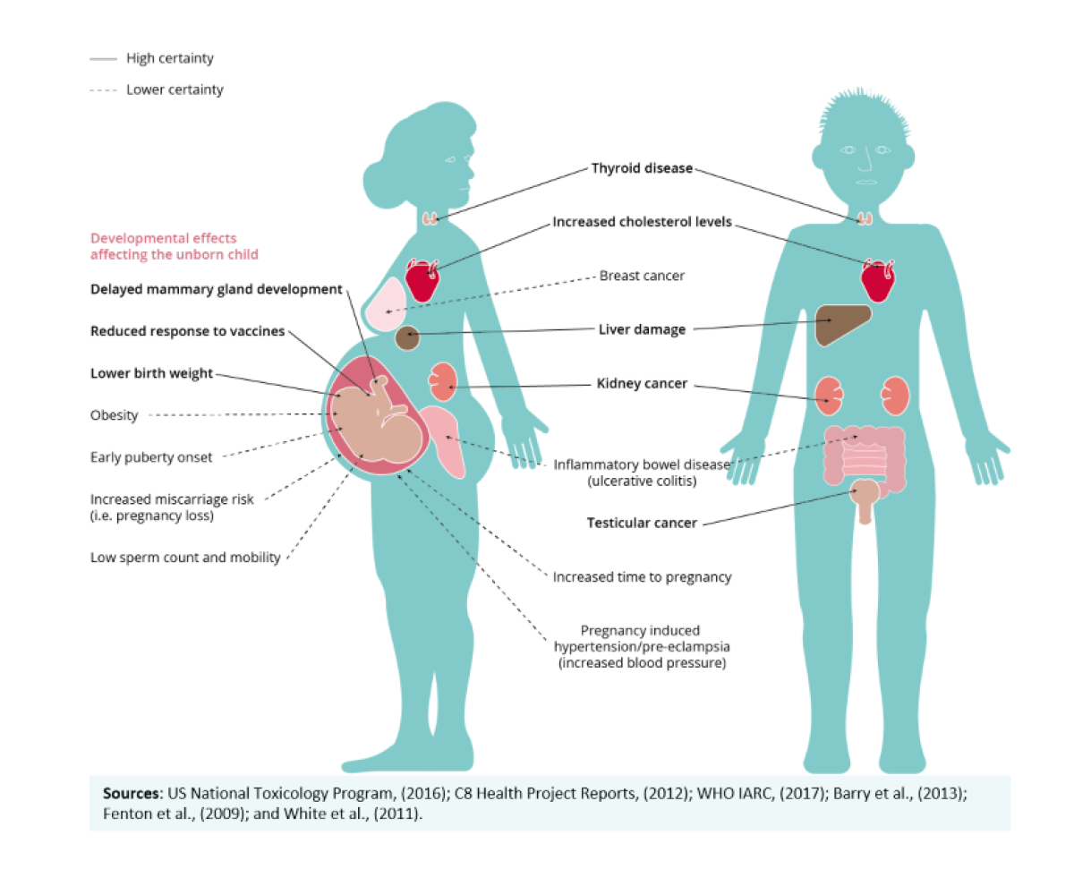 Effects of exposure in human health