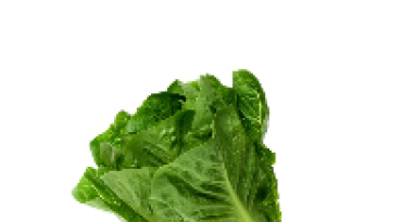 Laitue romaine