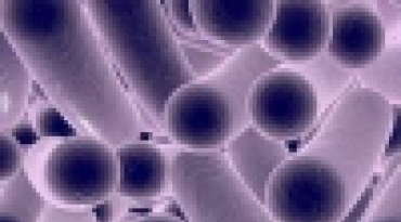 Clostridioides difficile