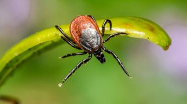 Tiques Ixodes ricinus