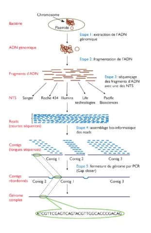 Étapes du séquençage haut débit
