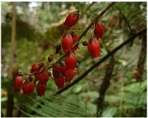 ​Hampe florale de Agarista salicifolia