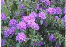 Rhododendron ponticum