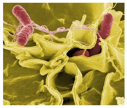 Salmonella