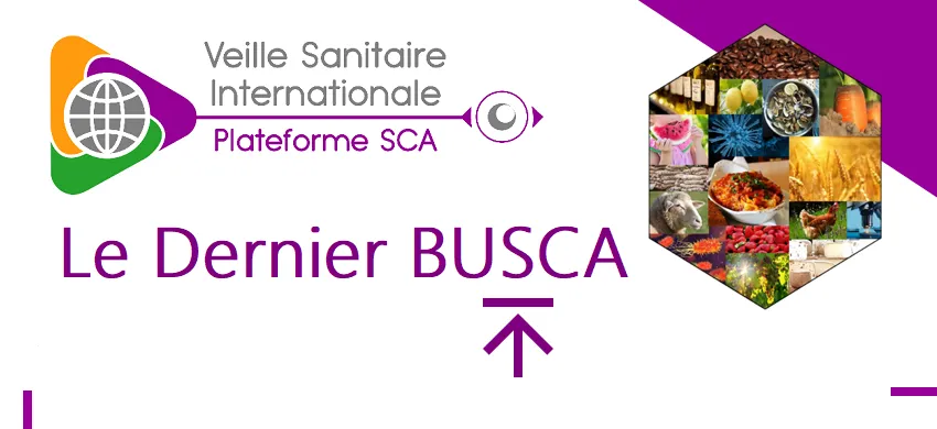 BuSCA