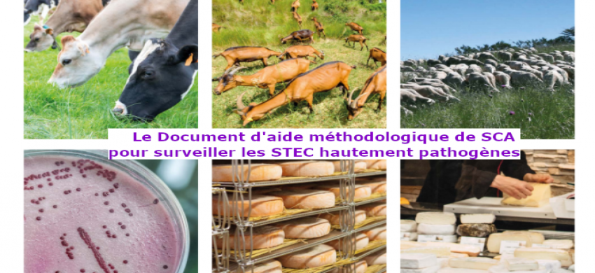 Le Document d'aide méthodologique STEC