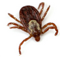 Ixodes_ricinus